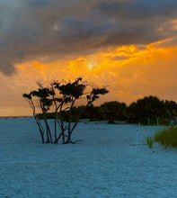 Load image into Gallery viewer, 2025 Evenings in Dunedin