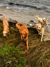 Load image into Gallery viewer, Sound Side Golden Retrievers Calendar