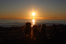 Load image into Gallery viewer, Sound Side Golden Retrievers Calendar