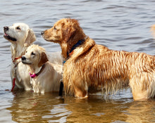 Load image into Gallery viewer, Sound Side Golden Retrievers Calendar
