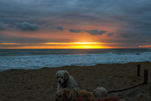 Load image into Gallery viewer, Sound Side Golden Retrievers Calendar