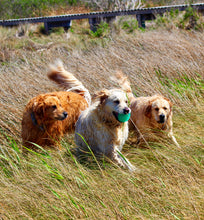 Load image into Gallery viewer, Sound Side Golden Retrievers Calendar